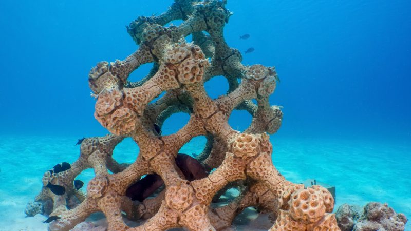 Guinness World Records Recognizes Summer Island Maldives’ 3-D Printed Reef as Largest in the World